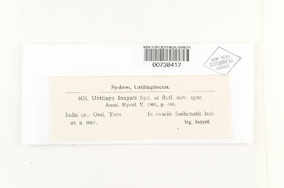 Ustilago inayati image