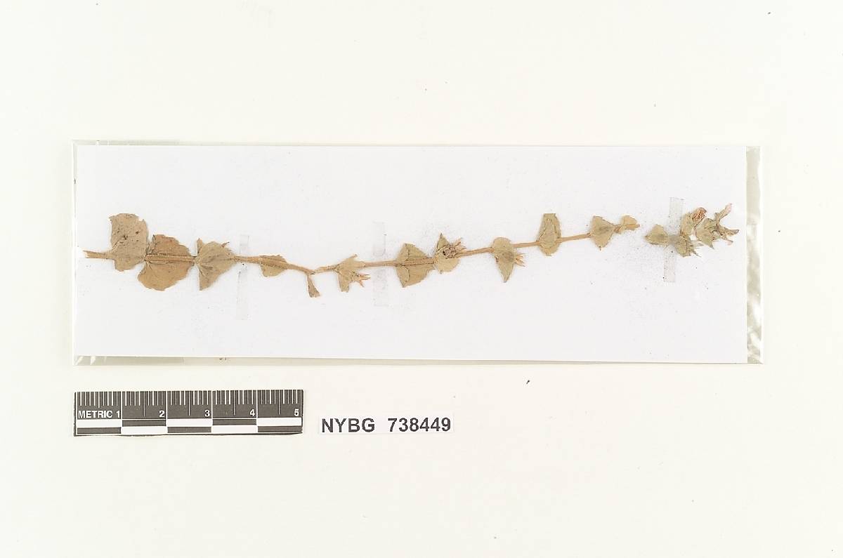 Ustilago speculariae image