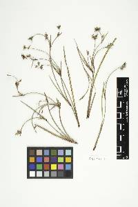Restiosporium proliferum image