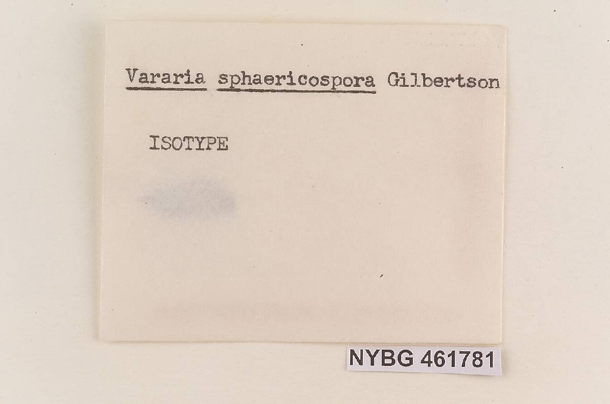 Vararia sphaericospora image