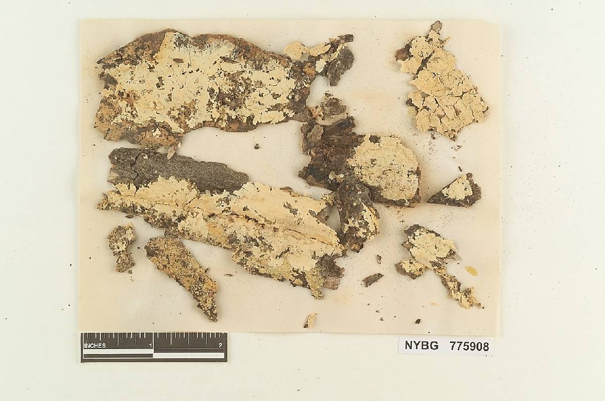 Gloeocystidiellum sinuosum image