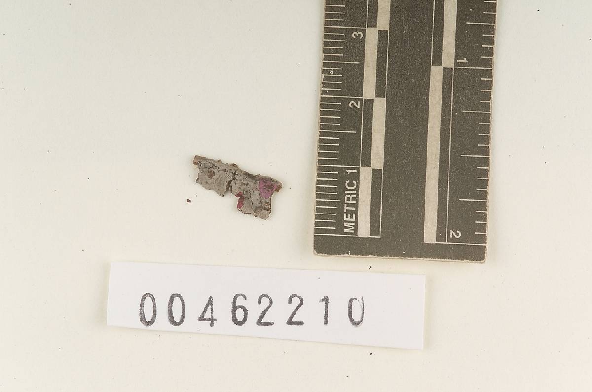 Peniophora argentea image