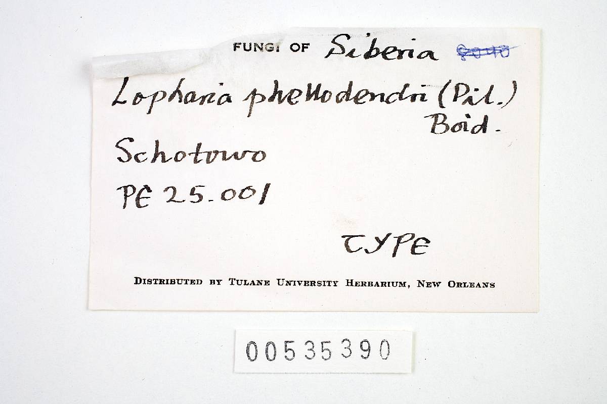 Porostereum phellodendri image