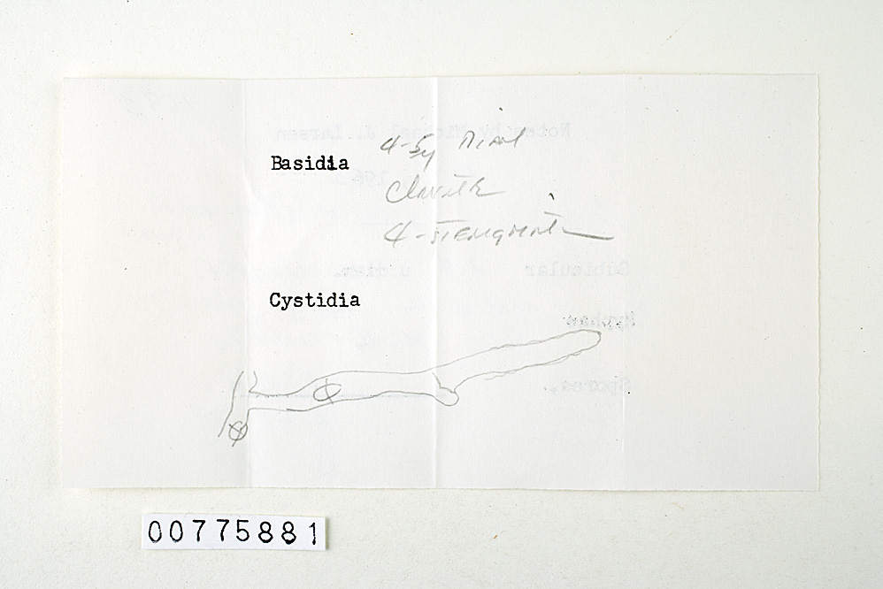 Zygodesmus membranaceus image