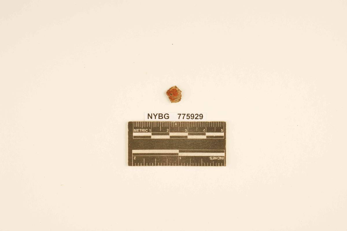 Merulius pallens image