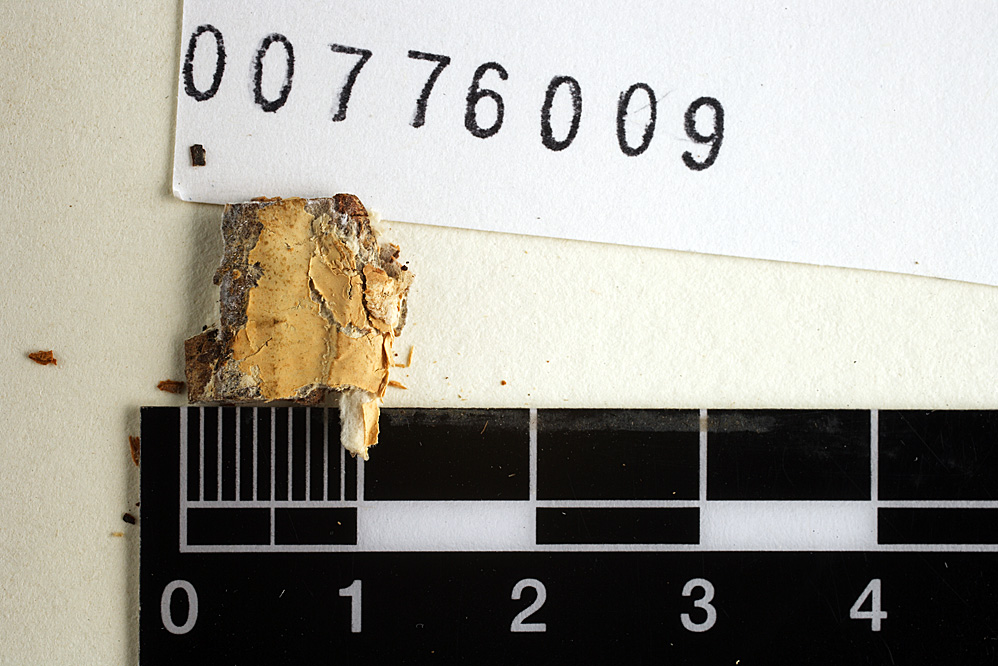 Hyphoderma inusitatum image