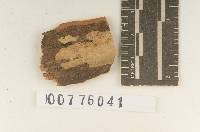Crustoderma resinosum image