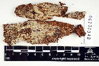 Peniophora pusilla image