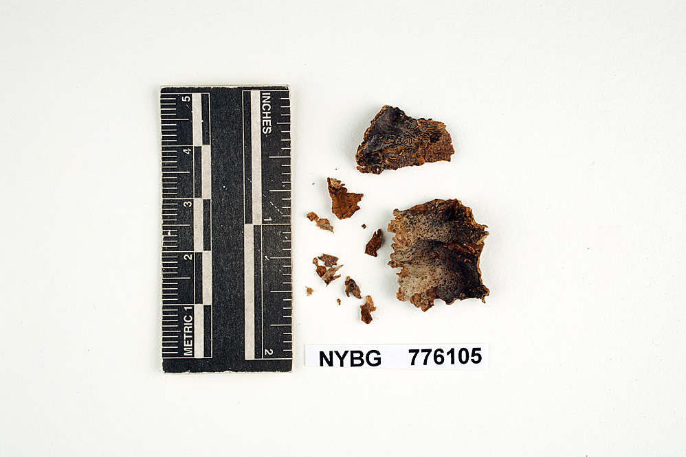 Stereum amphirhytes image