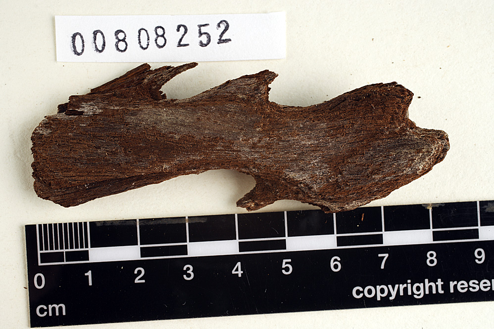 Aleurodiscus mirabilis image