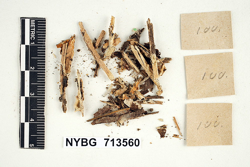 Gloiothele lactescens image