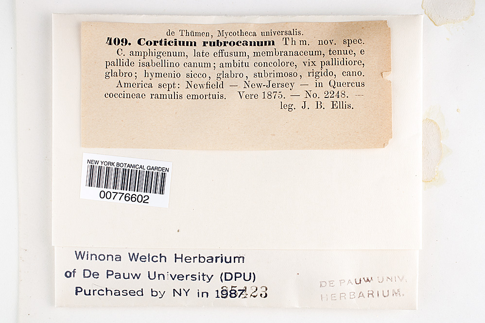 Corticium rubrocanum image