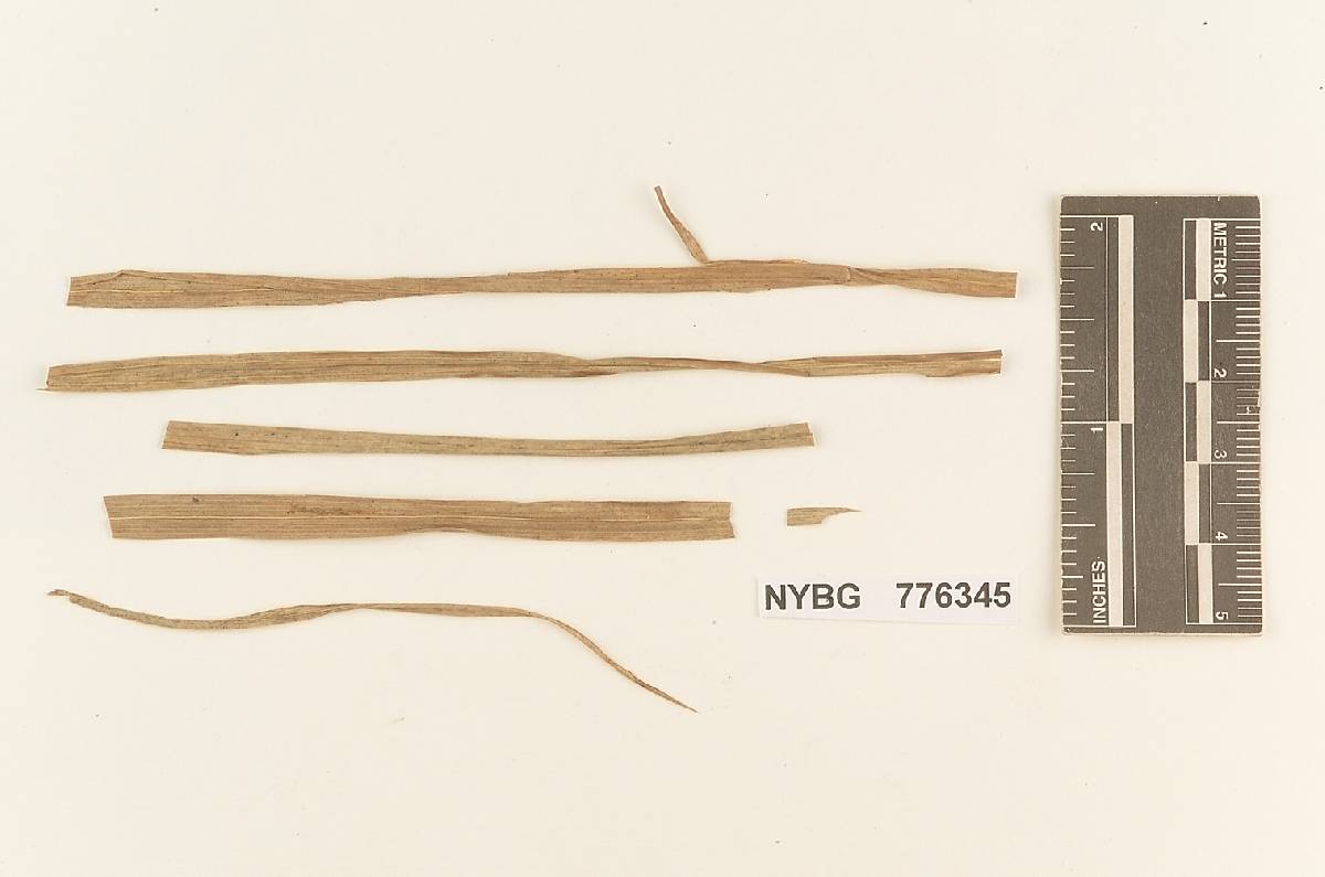 Pistillina hyalina image