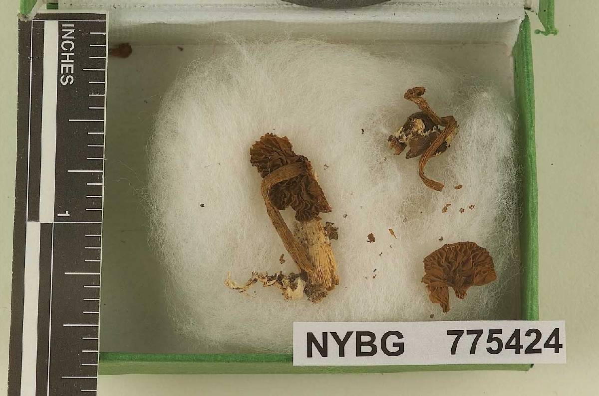 Naucoria underwoodii image