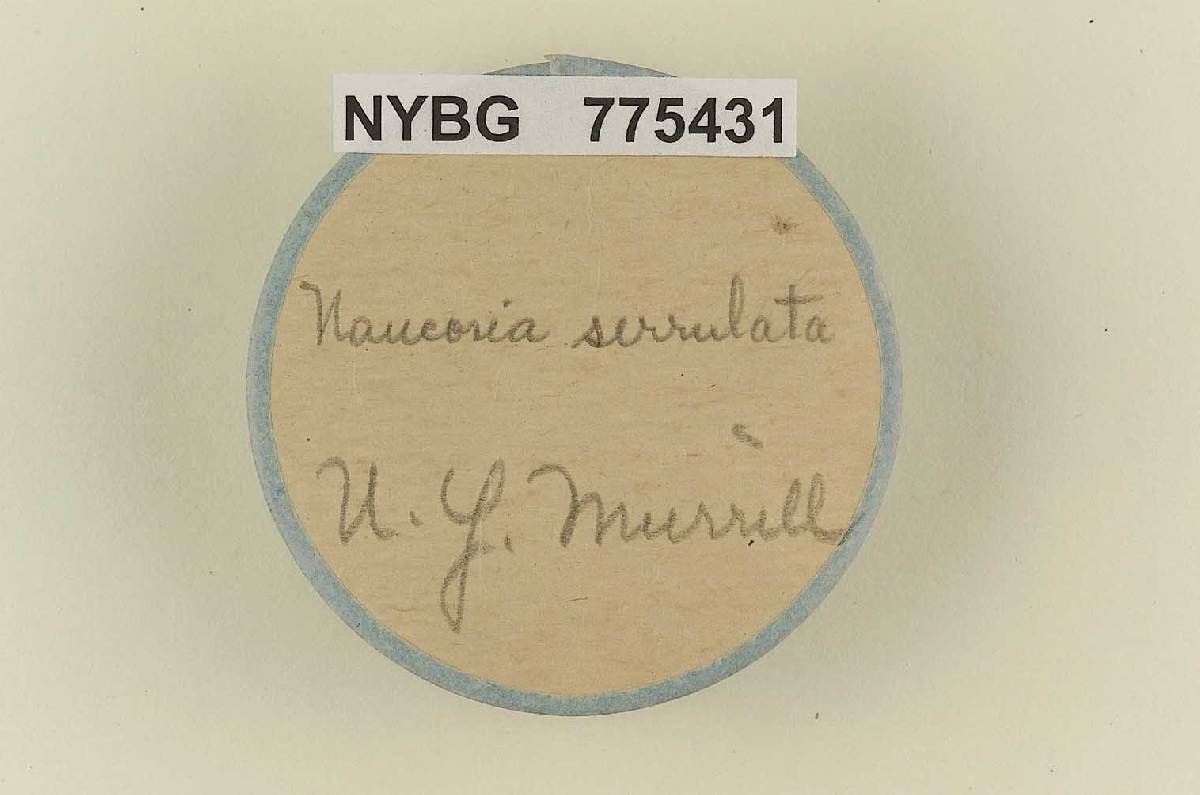 Naucoria serrulata image