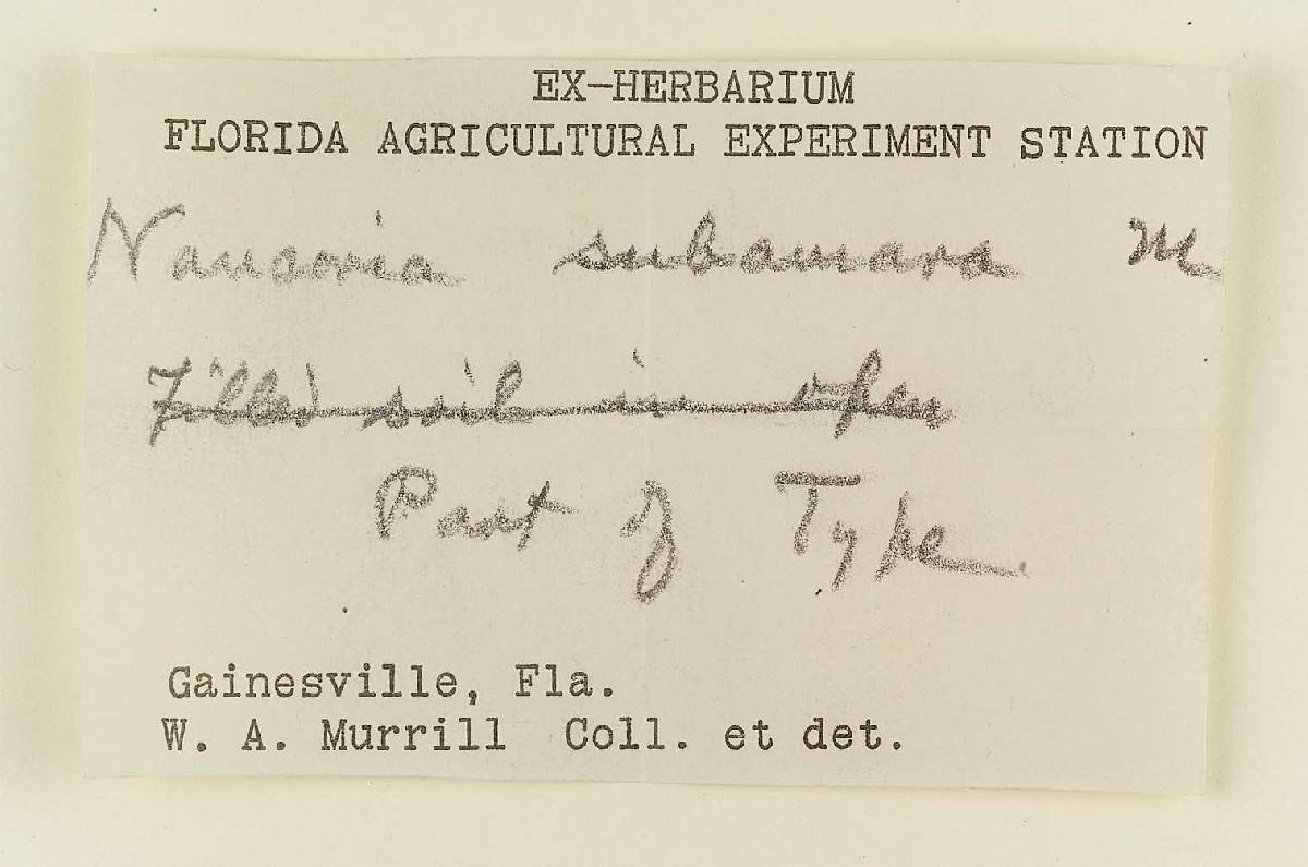 Naucoria subamara image