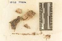 Hydnellum longidentatum image