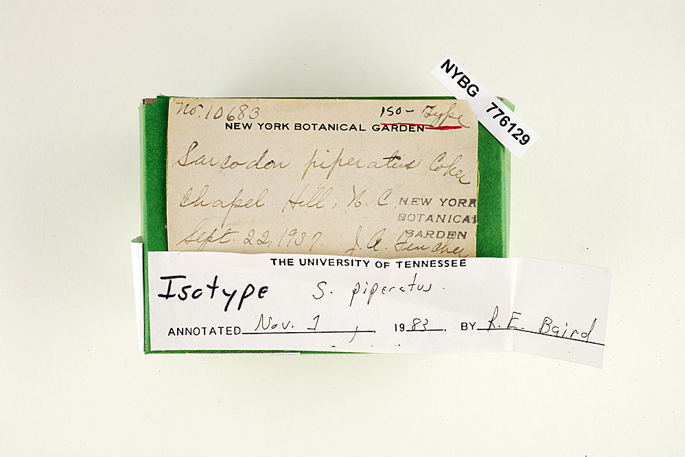 Hydnellum piperatum image