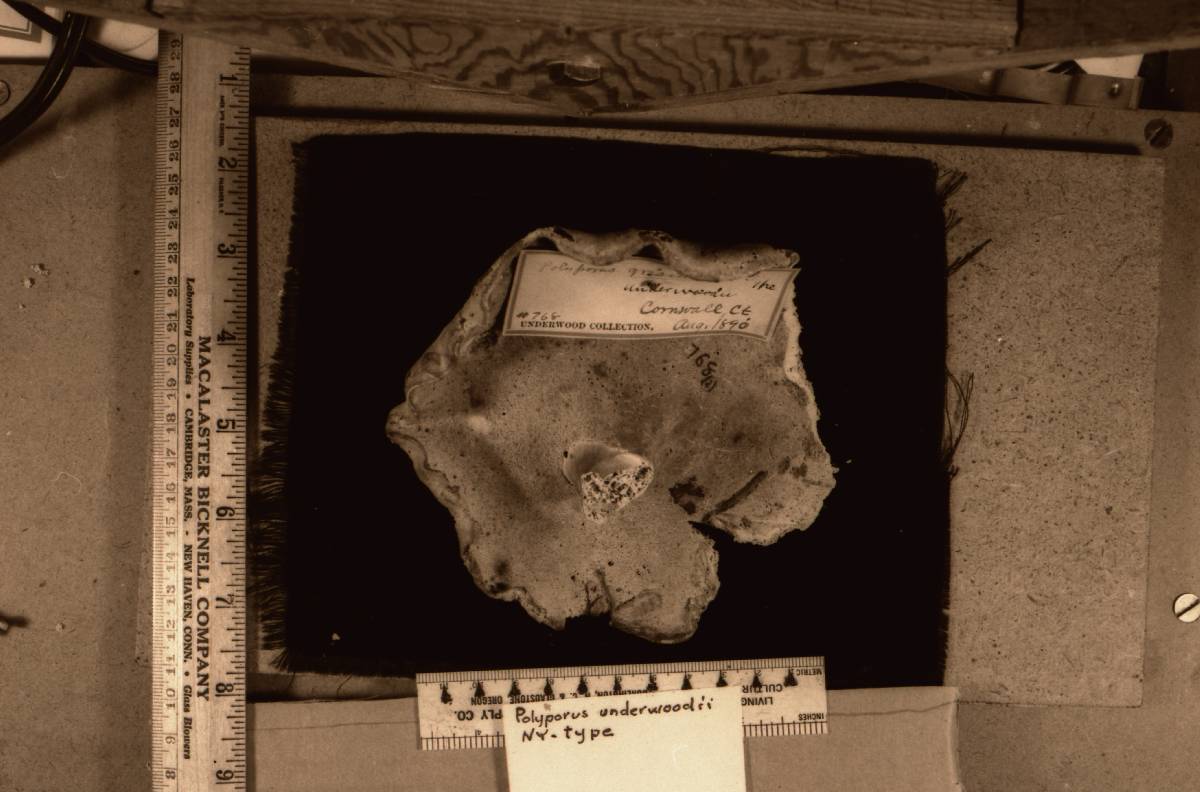 Polyporus underwoodii image