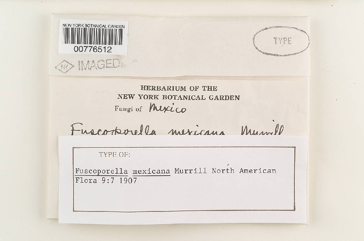 Fuscoporella mexicana image