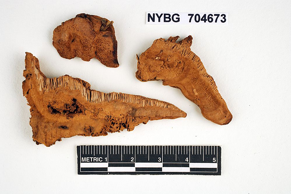 Trametes meyenii image
