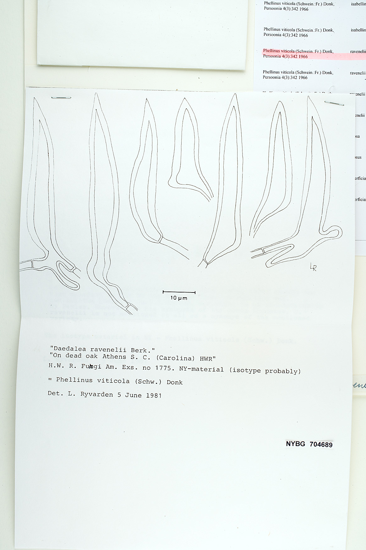 Phellinus viticola image