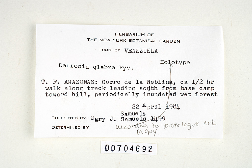 Datronia glabra image