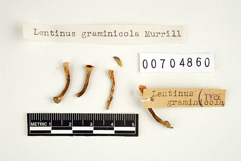 Lentinus graminicola image