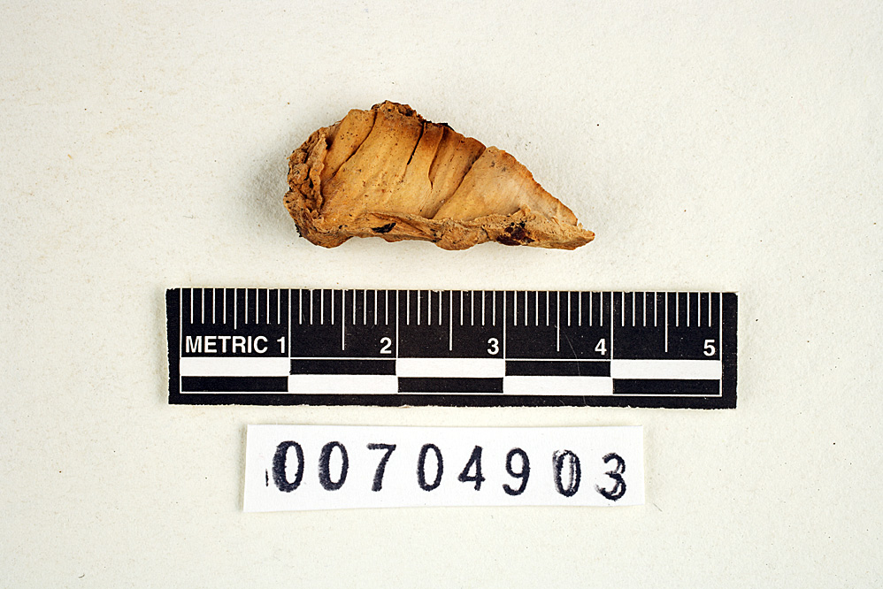 Lenzites ungulaeformis image