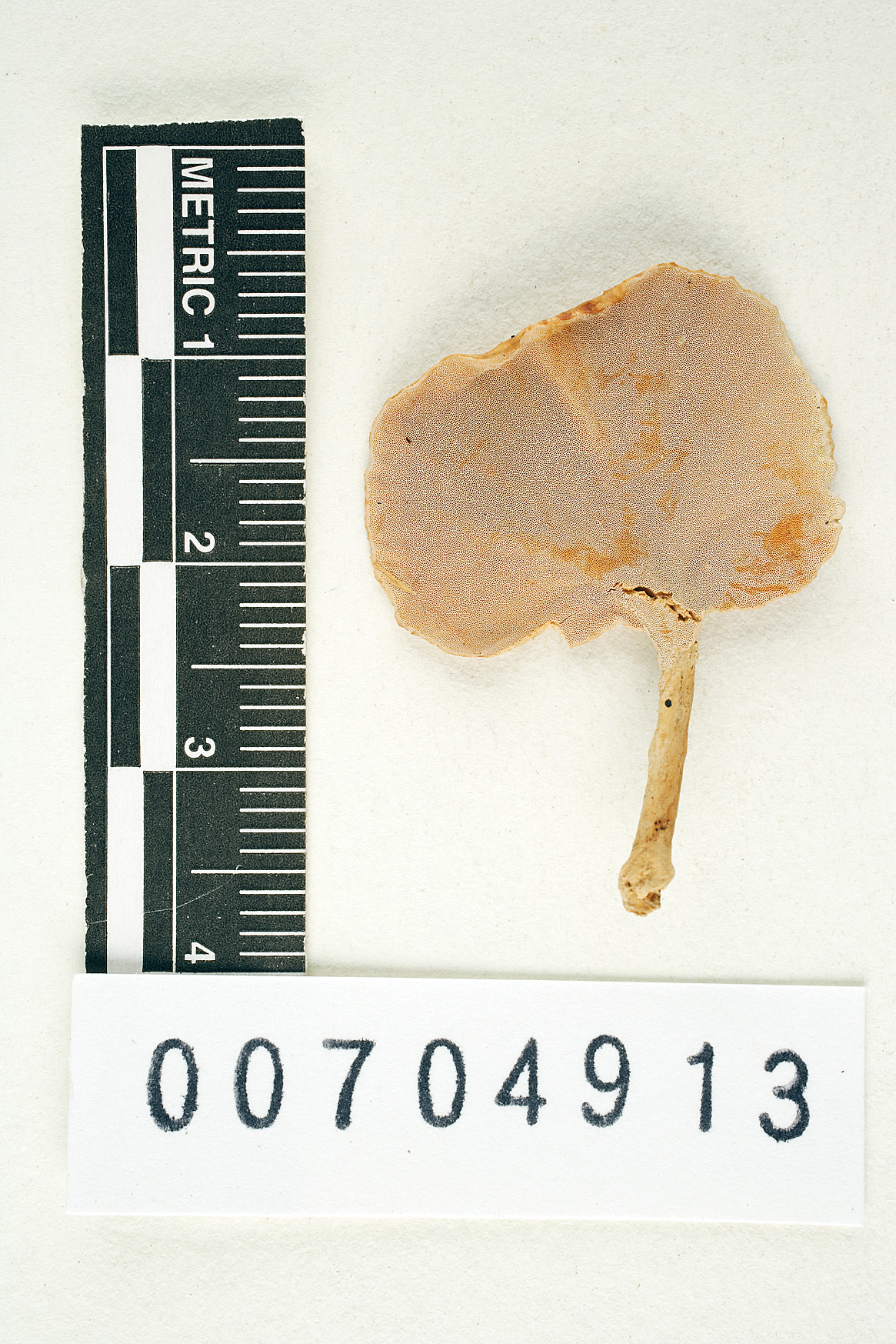 Perenniporia stipitata image