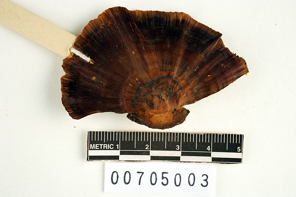 Microporus vernicipes image
