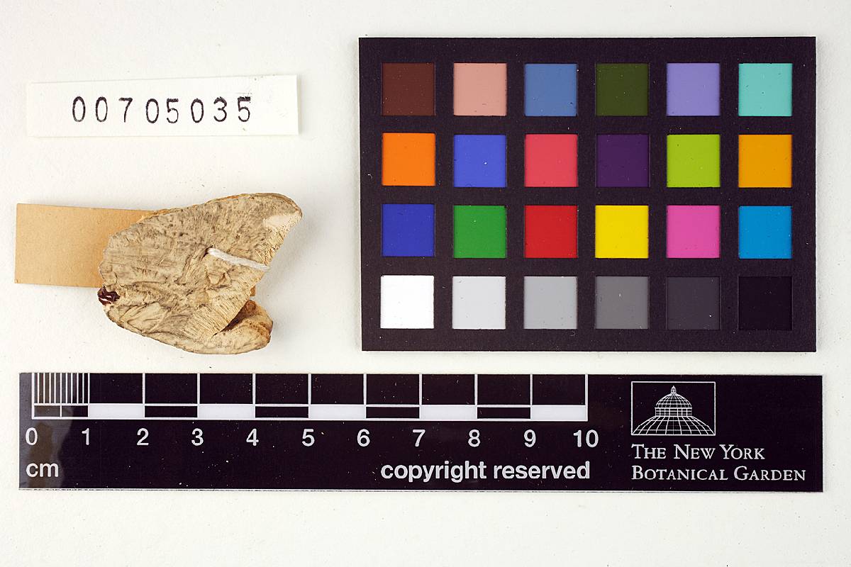 Fomes meliae image