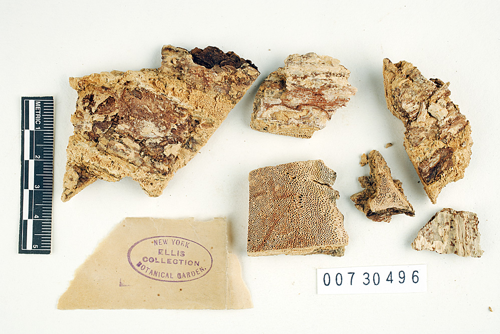 Polyporus albocarneogilvidus image