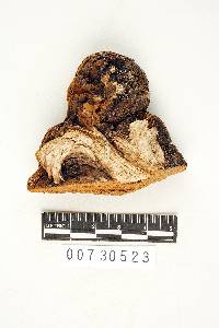 Phellinus baccharidis image