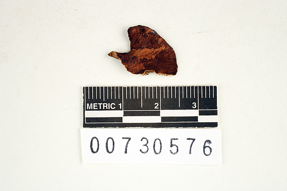 Echinochaete cinnamomeosquamulosa image
