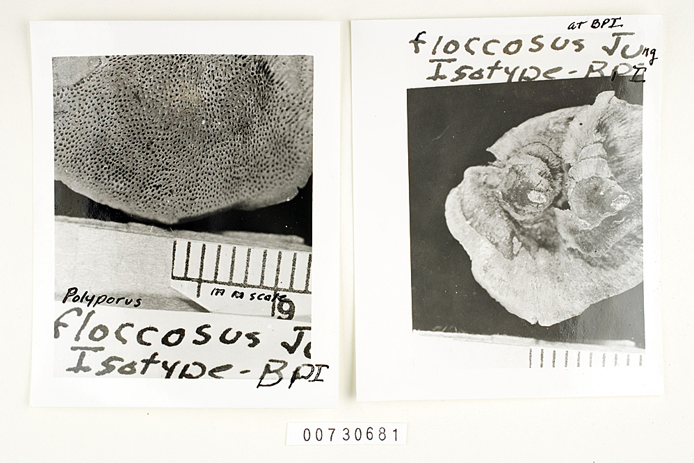 Fuscoporia contigua image