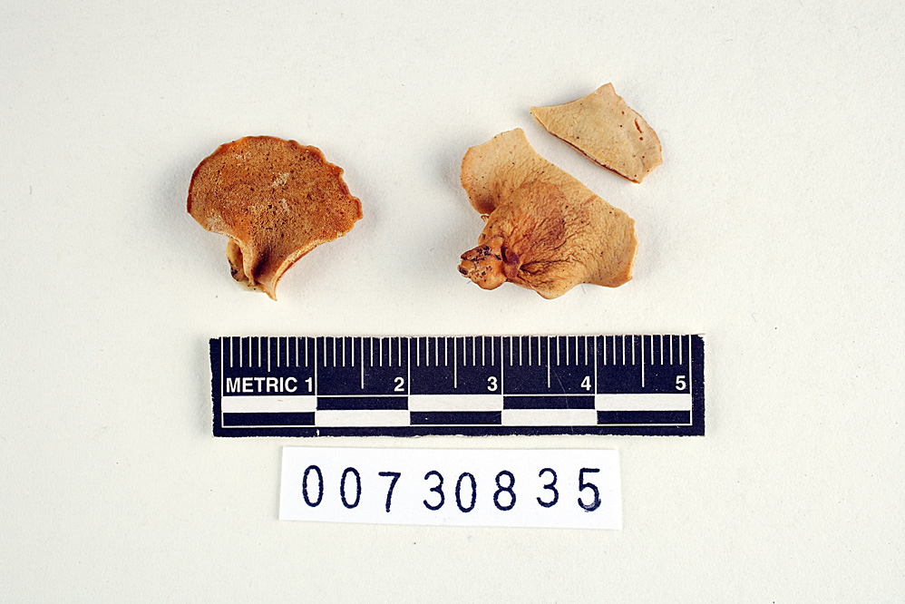 Polyporus nivicolor image