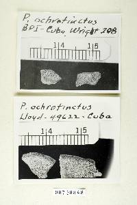 Polyporus ochrotinctus image