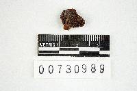 Phellinus gilvus image