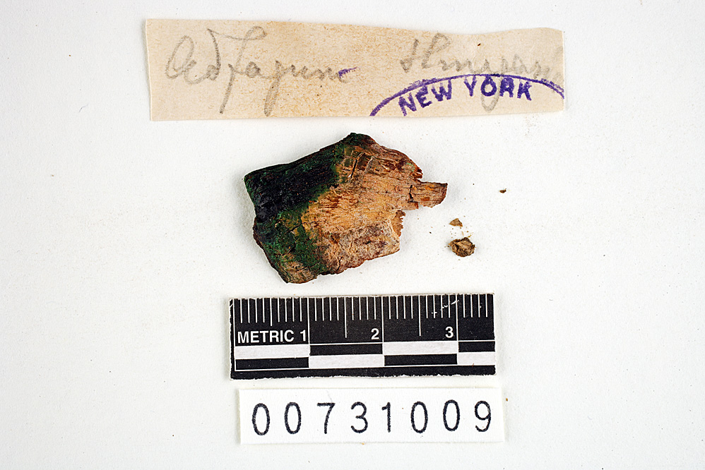 Polyporus subtestaceus image