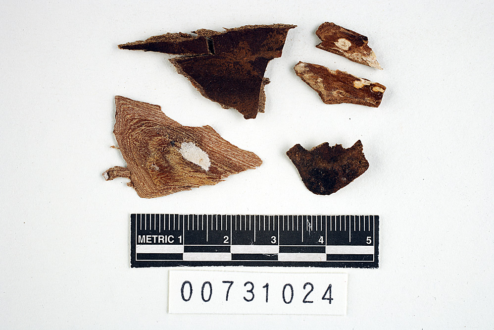 Polyporus tenerrimus image