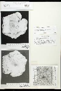 Polyporus underwoodii image