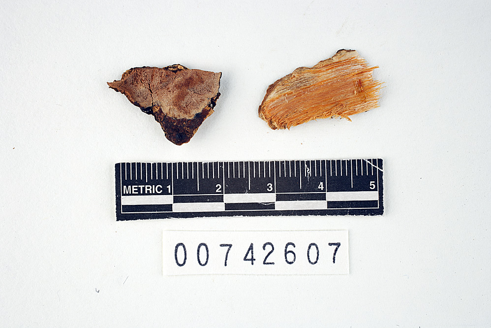 Rigidoporus vinctus image