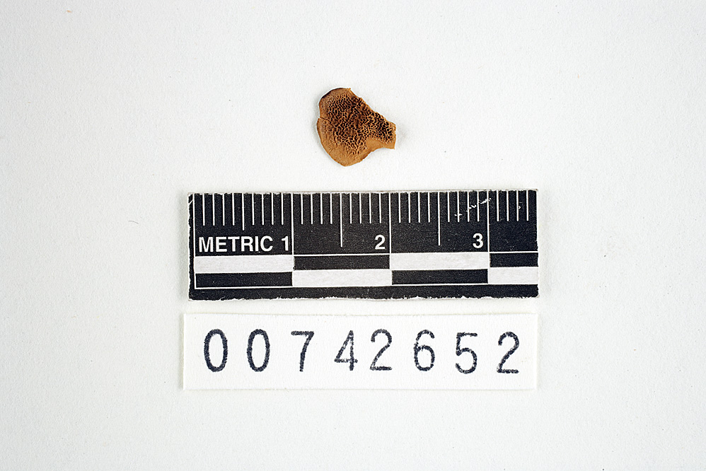 Polyporus subflavus image