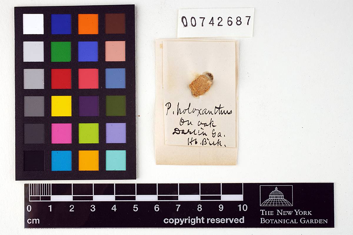 Poria holoxantha image