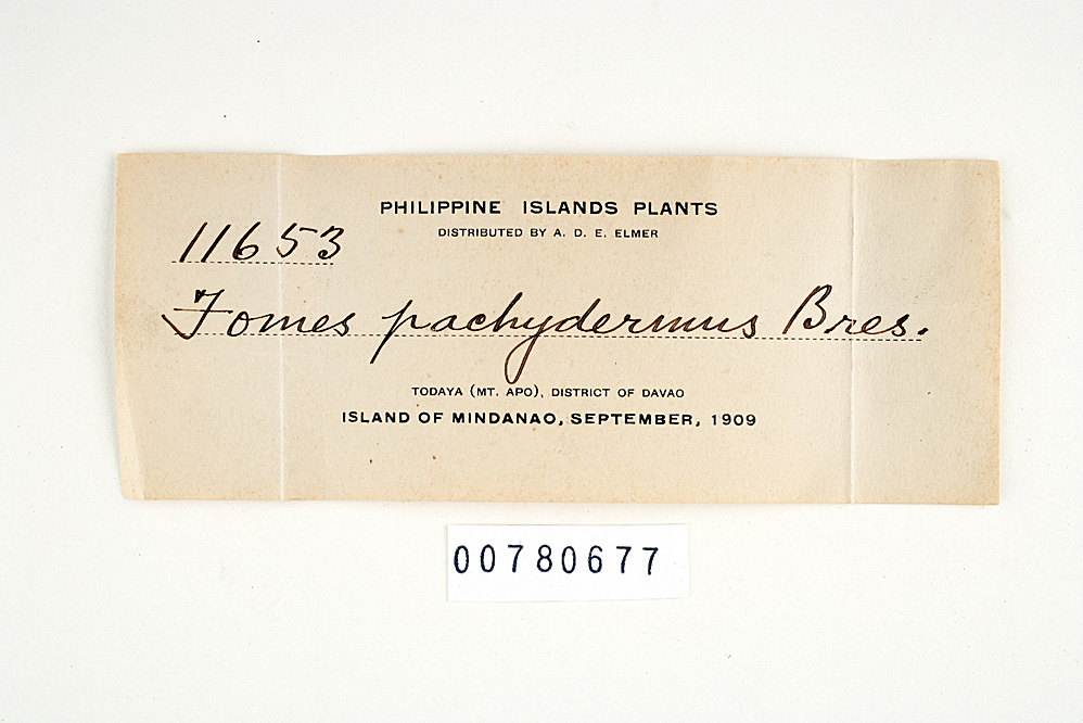 Fomes pachydermus image