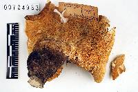 Polyporus melanopus image