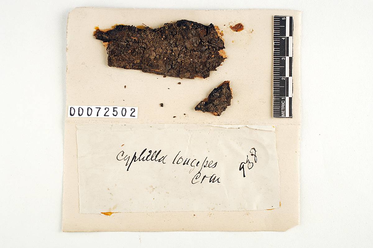 Calyptella longipes image