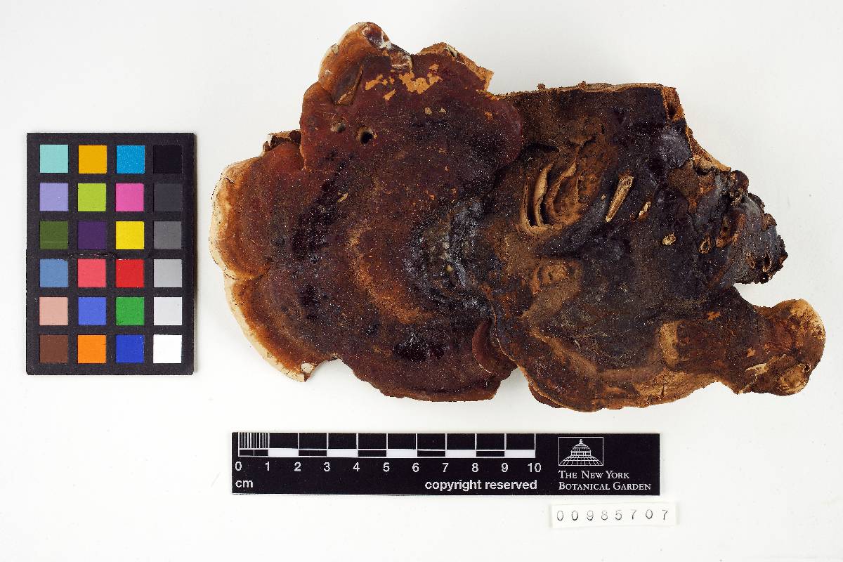 Ganoderma pulverulentum image