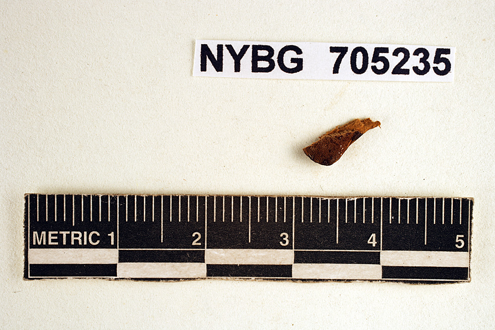 Polyporus confundens image